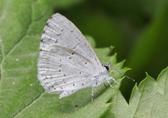 Celastrina humulus
