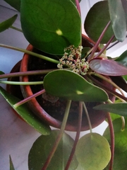 Pilea peperomioides