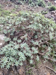 Euphorbia balsamifera image