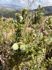 Cliffortia ruscifolia