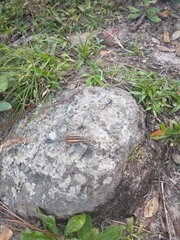 Sceloporus variabilis