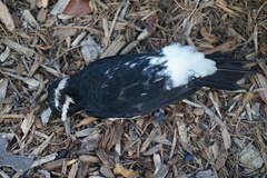 Sphyrapicus thyroideus