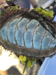 Polyplacophora