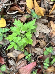 Clematis drummondii