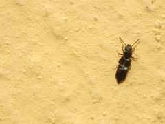 Oxytelinae
