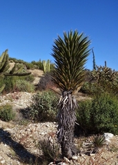 Yucca valida