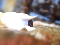 Spirobranchus cariniferus