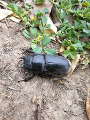 Serrognathus titanus platymelus