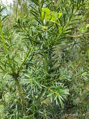 Podocarpaceae