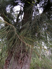 Casuarina cunninghamiana