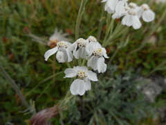 Achillea clavennae