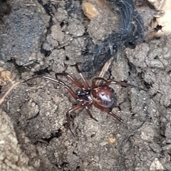 Steatoda nobilis