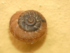 Xerotricha conspurcata