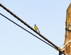 Cyanistes teneriffae