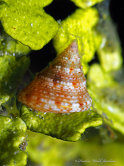 Calliostoma jujubinum