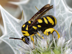 Leucospis gigas