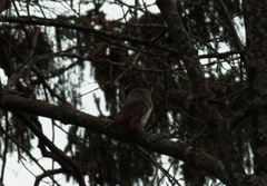 Glaucidium passerinum