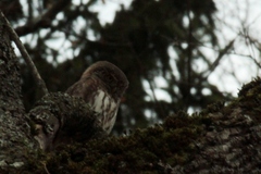 Glaucidium passerinum