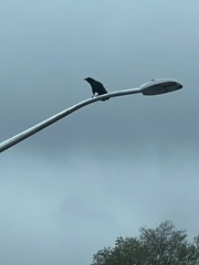 Corvus brachyrhynchos