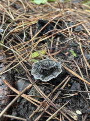 Phellodon niger