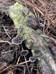Phellodon niger