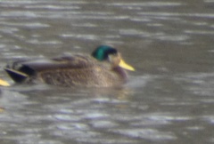 Anas rubripes × platyrhynchos