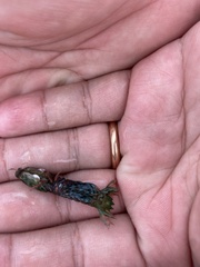 Odontodactylus scyllarus