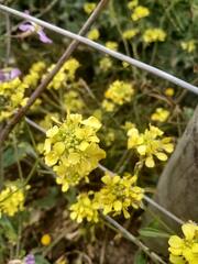 Brassiceae
