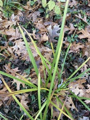 Carex frankii
