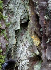 Chaenotheca ferruginea