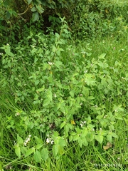 Heliotropium angiospermum