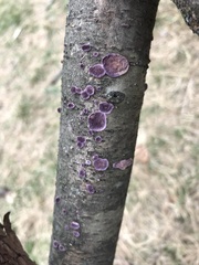 Trichaptum fuscoviolaceum