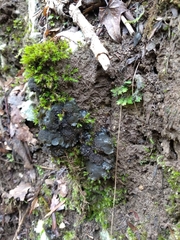 Lathagrium auriforme