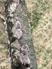 Trichaptum fuscoviolaceum