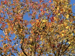 Liquidambar styraciflua