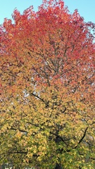 Liquidambar styraciflua