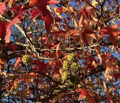 Liquidambar styraciflua
