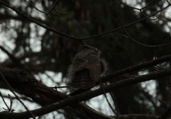 Glaucidium passerinum
