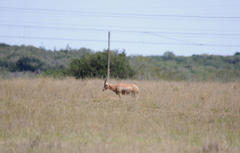 Damaliscus pygargus phillipsi