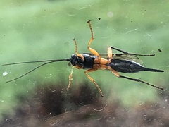 Pimpla