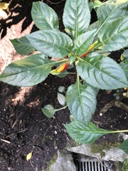 Impatiens niamniamensis