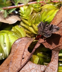 Ebrietas anacreon