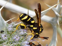 Leucospis gigas