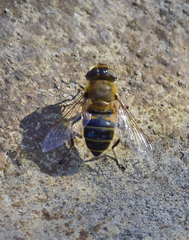 Eristalis similis