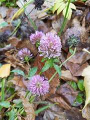 Trifolium pratense