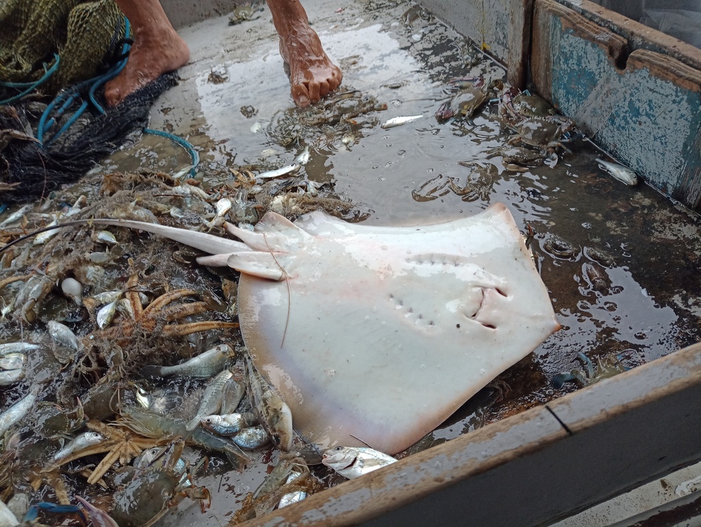 Groovebelly Stingray