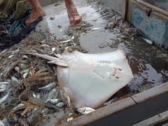 Groovebelly Stingray photo 4