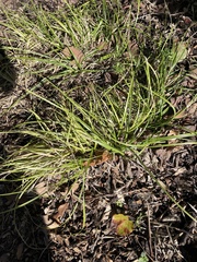 Carex cherokeensis