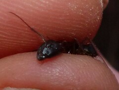 Camponotus sylvaticus