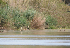 Anas undulata undulata